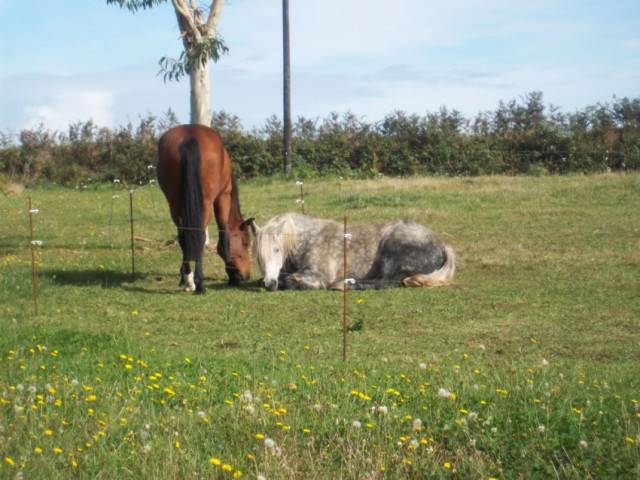 Noireau et Carva -