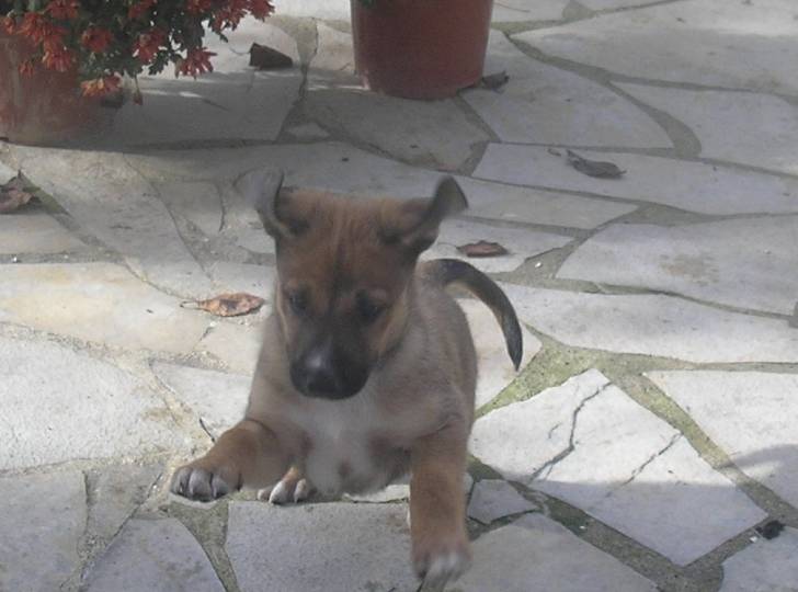 Sharky - Mâle (3 mois)