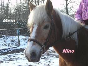 NINO - Mâle