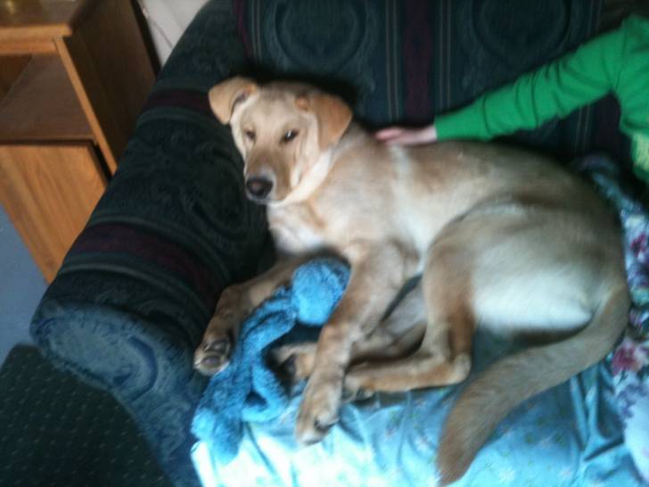 Jake - Mâle (4 ans)