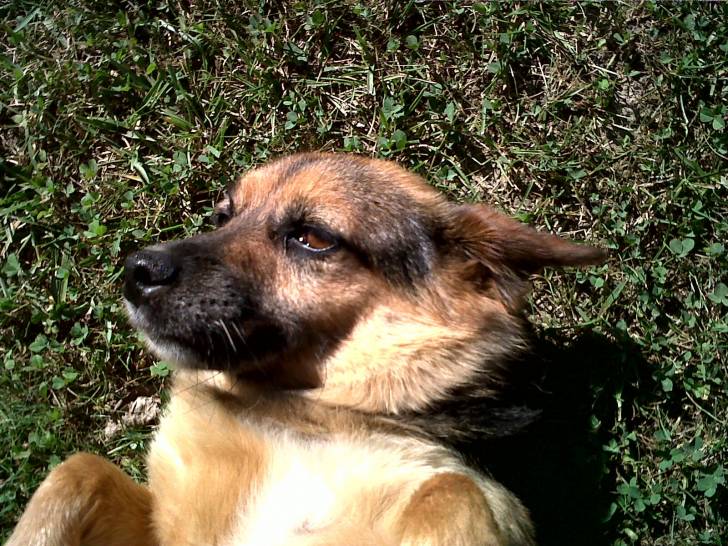 Ardy - Femelle (7 ans)