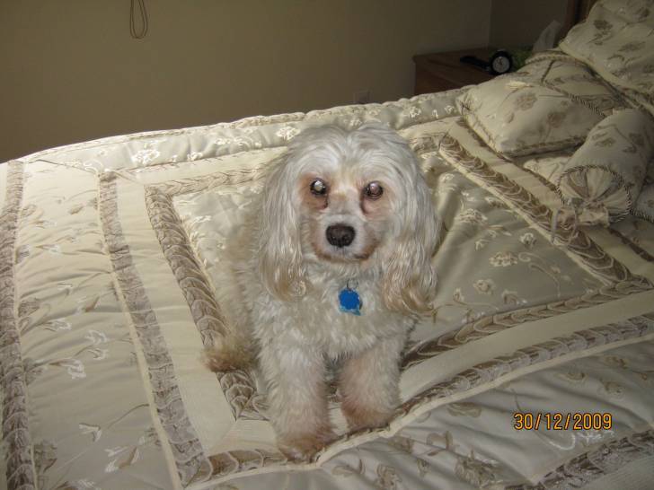 Sassie - Femelle (11 ans)