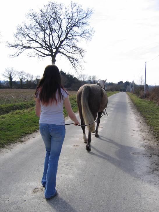 Quenoa aux longues rênes - (8 ans)
