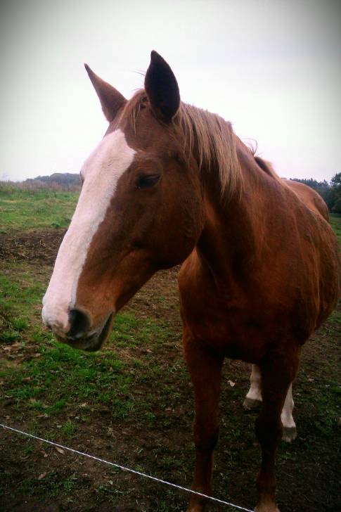 Chamade - (22 ans)