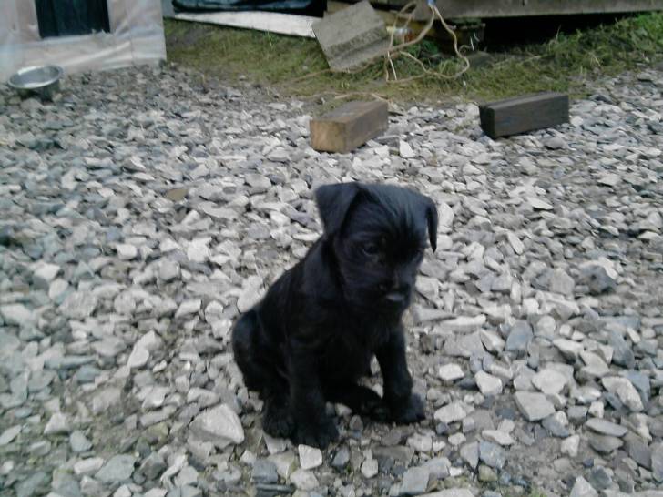 Gremlin - Femelle (2 mois)