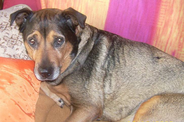 Maxi - (9 ans)