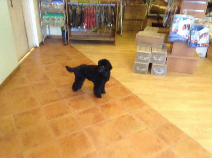 Bimba - Femelle (5 ans)