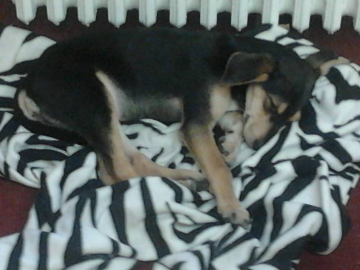 rori - Femelle (5 mois)