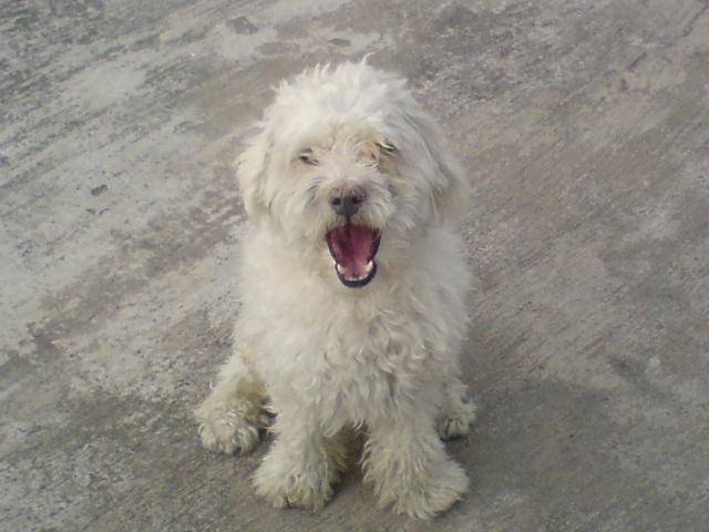 Coppo - Mâle (3 ans)