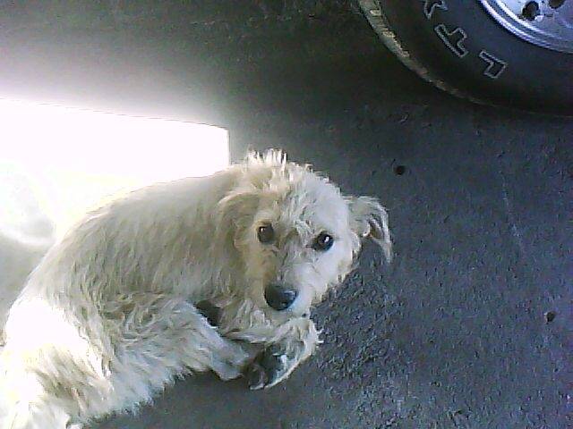 chip - Mâle (6 mois)