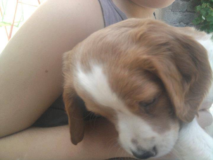 rosalba02 - Mâle (6 mois)