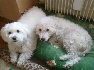 zizou et chipie -