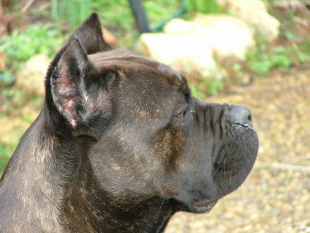 ulane - (6 mois)