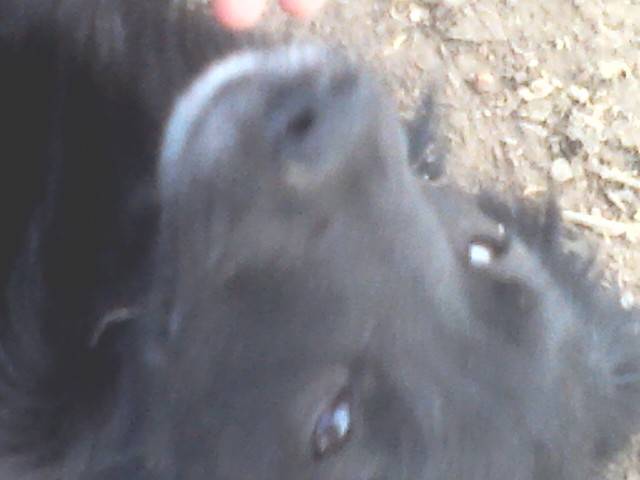 rocky - Mâle (3 ans)