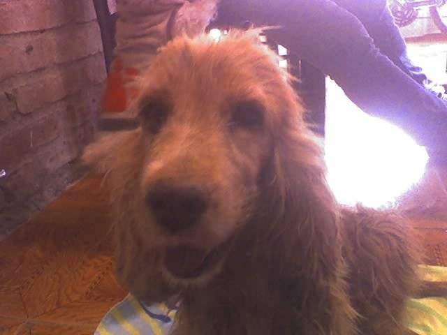 Luna - Femelle (1 an)