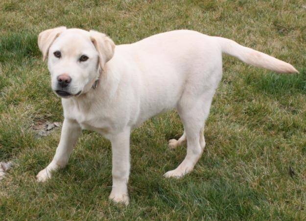 bolt con 6 meses - Mâle (6 mois)