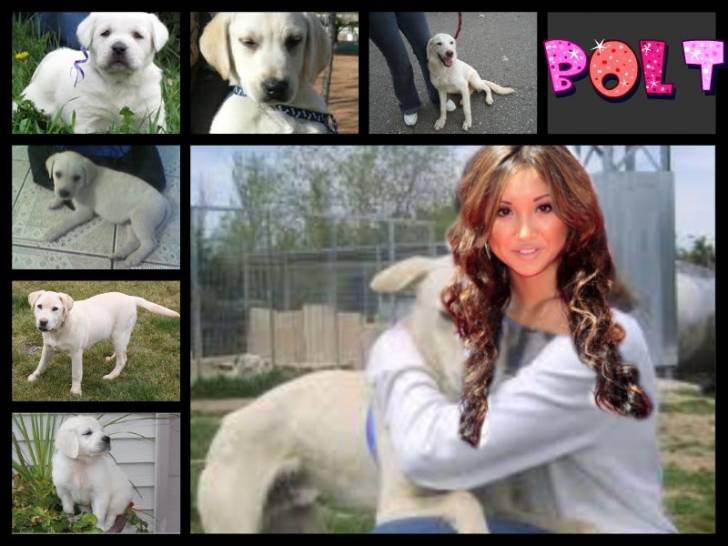 bolt desde pequeños hasta ahora - Mâle (4 mois)