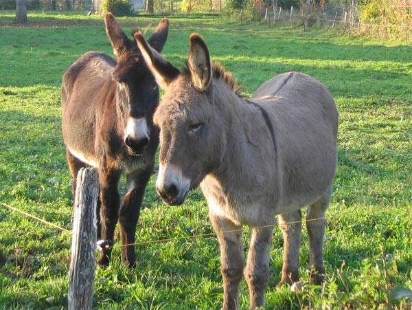 Irish &amp; Jack - Mâle (8 ans)