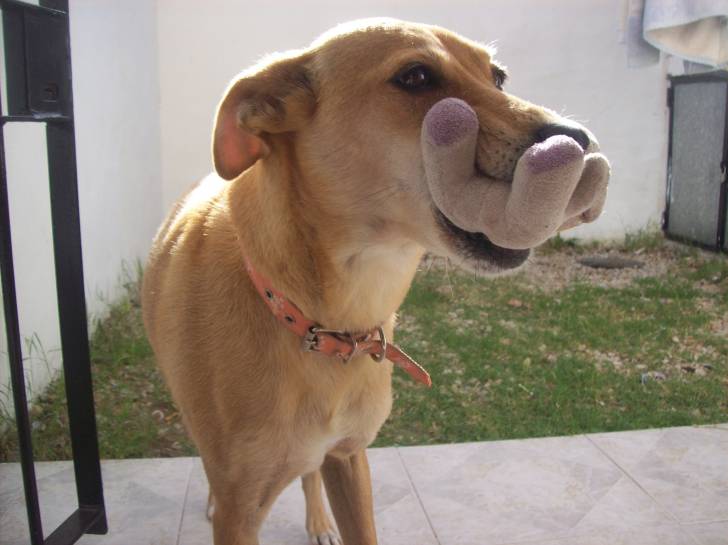 Guayna Rosalinda - Femelle (7 ans)