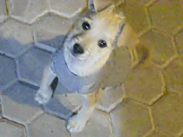 higgins - Mâle (1 an)