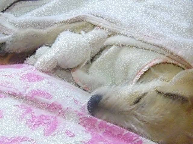 higgins - Mâle (1 an)