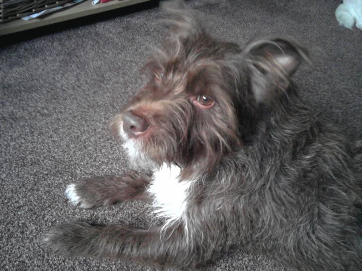 Archie - Mâle (9 ans)