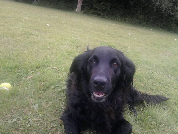 sammy - Mâle (9 ans)