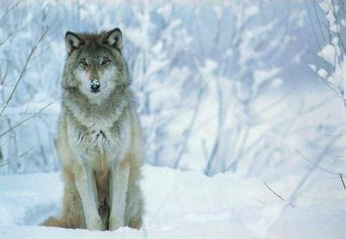 Loup-Bleu - Mâle (1 an)