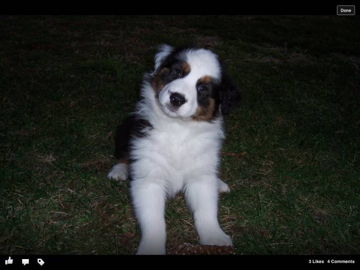 Emmett - Mâle (4 mois)