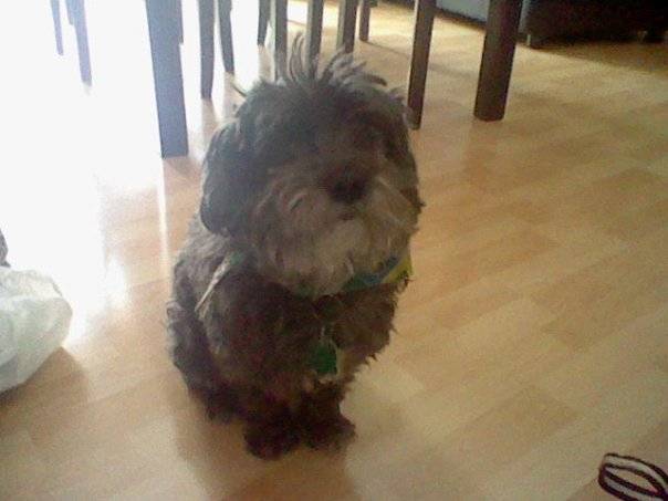 koby - Mâle (9 ans)