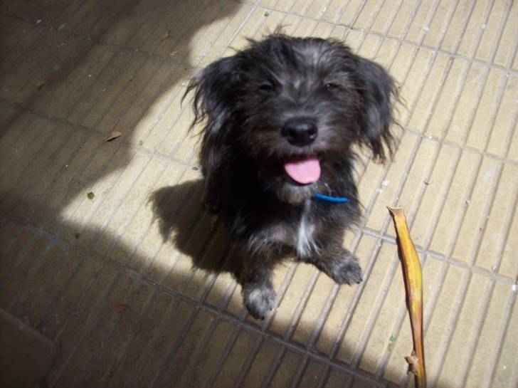 Taita - Mâle (4 mois)