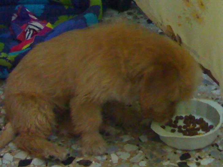 molly la mia cagnolina! - Femelle (3 mois)