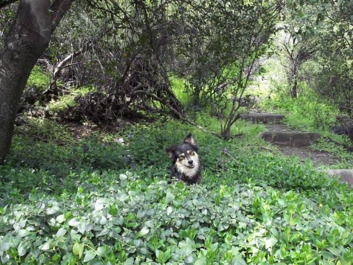 Mi Bonguito - Mâle (5 ans)