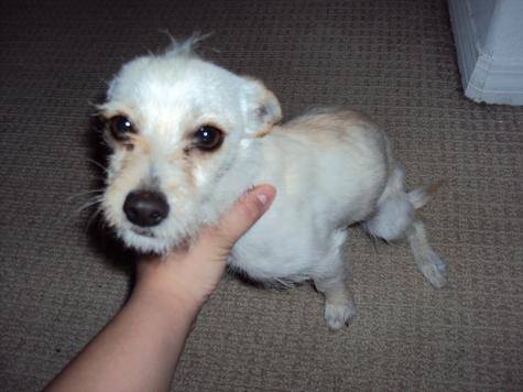 toco - Mâle (2 ans)