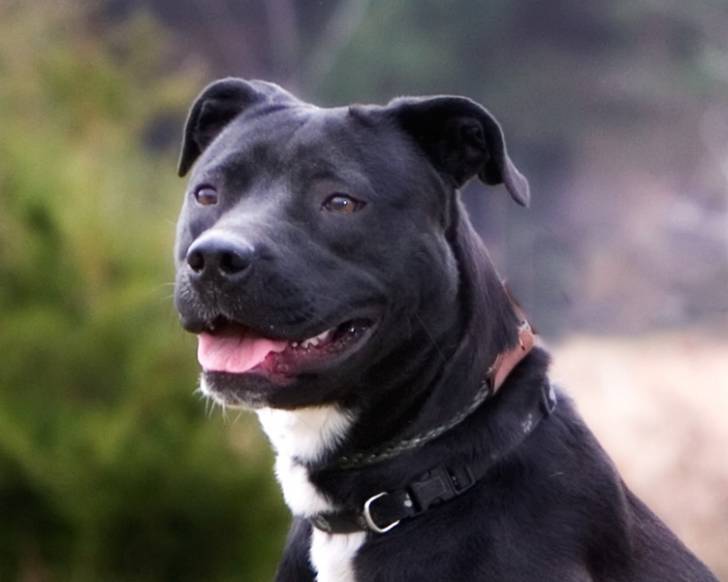 bingo - Mâle (2 ans)