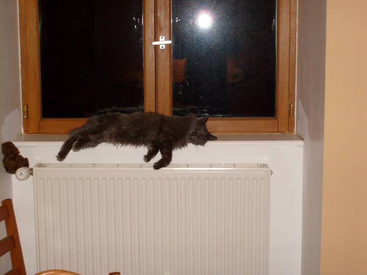 Nounours - Mâle (6 ans)