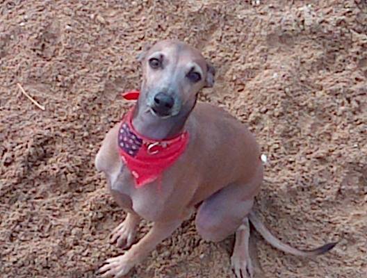 Frisby - Mâle (2 ans)