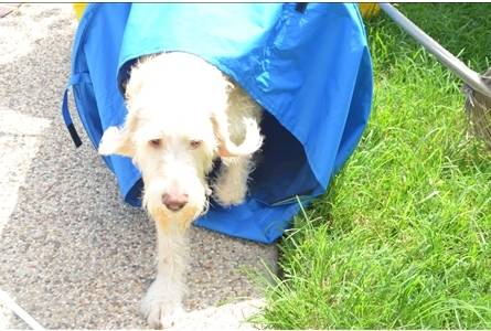 Puddles exploring the tunnel - Femelle (3 ans)