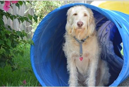 Puddles - Femelle (3 ans)