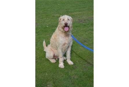 Puddles at a walk - Femelle (3 ans)