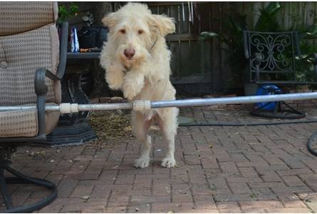 Agility Puddles! - Femelle (3 ans)