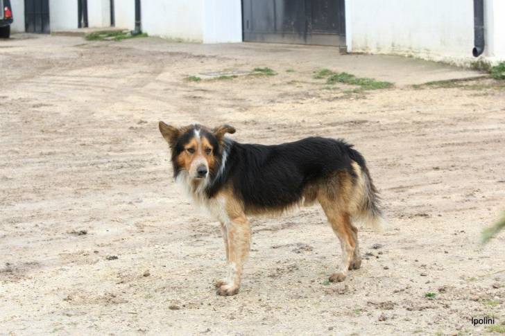 Coffe - Mâle (4 ans)