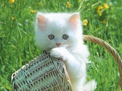 kit(normalement kitty) - (2 ans)