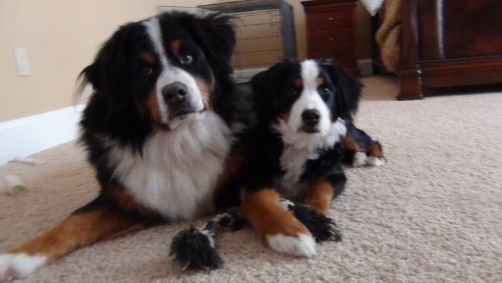 Berne/Maggie - (3 ans)