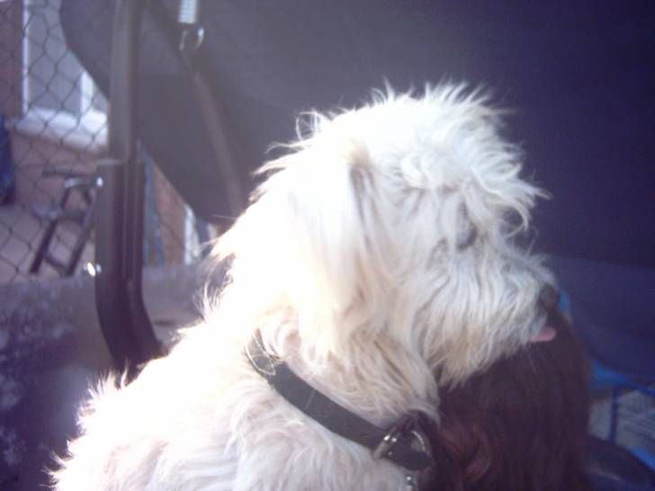 cezar - Mâle (5 ans)