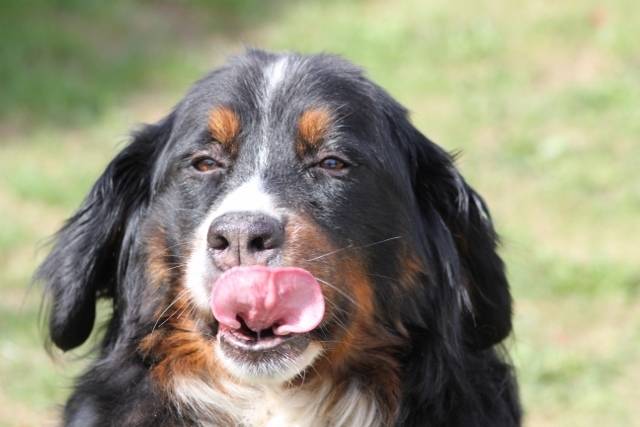 Sulky - (10 ans)
