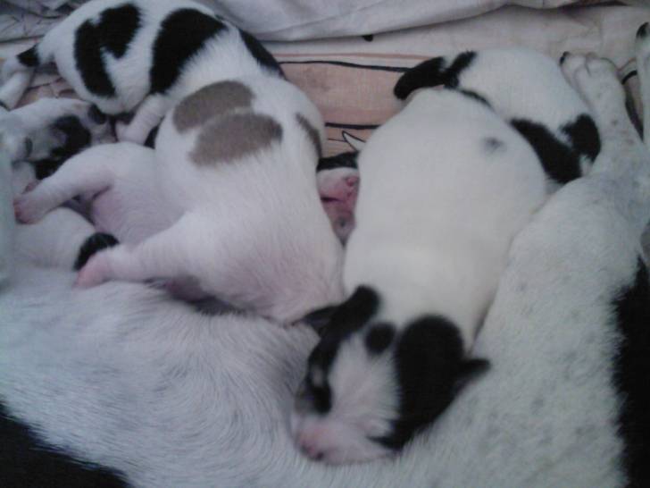 les chiots de ma chienne vicky -