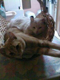 flocon and ginger - Mâle