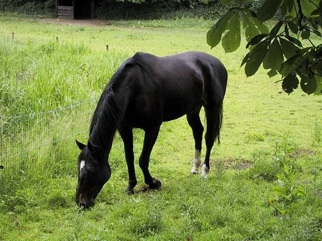 Sandy - (2 ans)