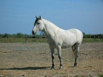 lol - Mâle (4 ans)